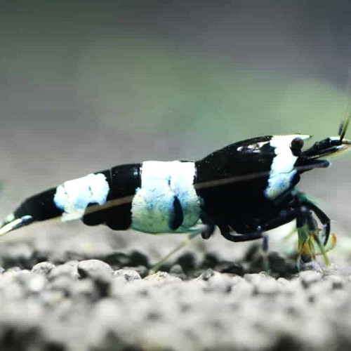 Caridina cf. black bee - Crevette black bee (1.5-2 cm)